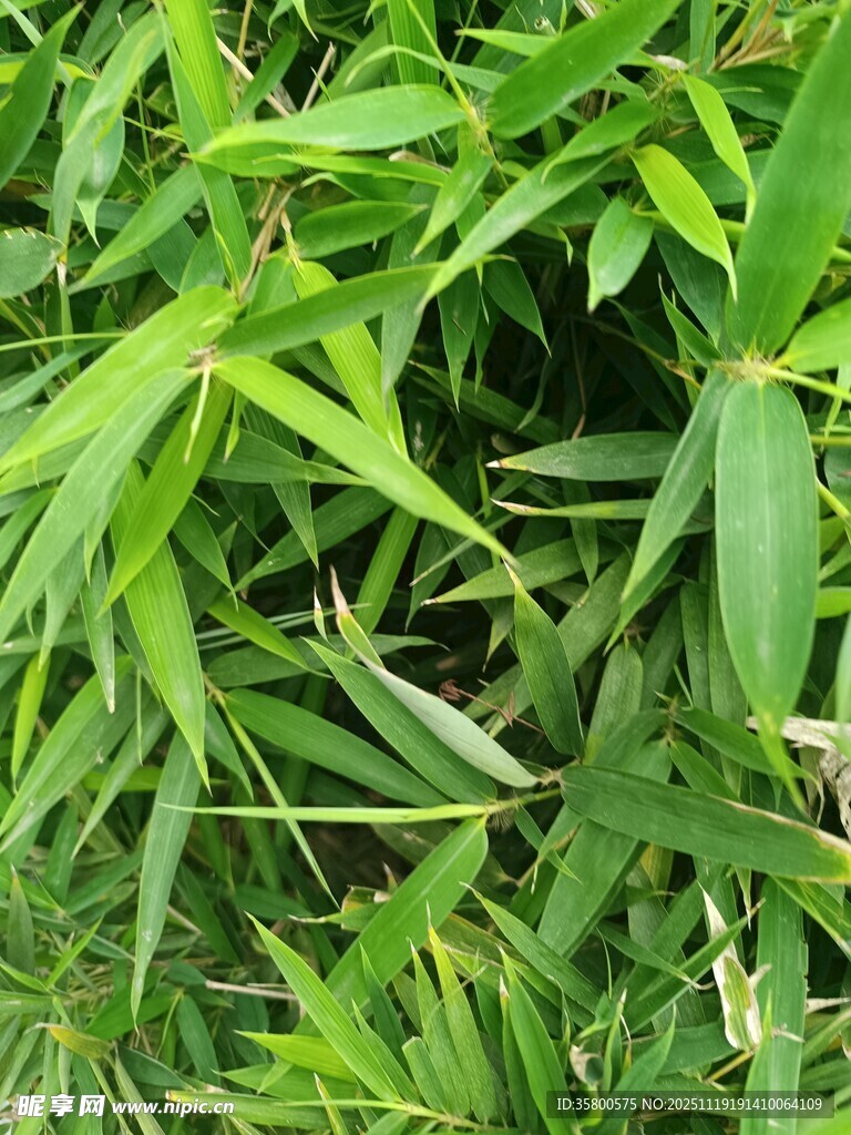 翠绿竹叶特写
