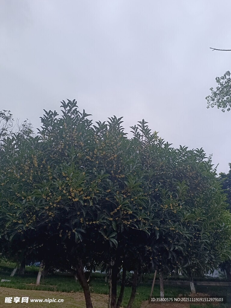 绿树成荫的户外景致