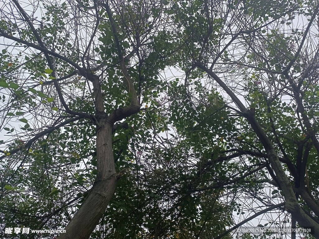 茂密树林中的高大树木