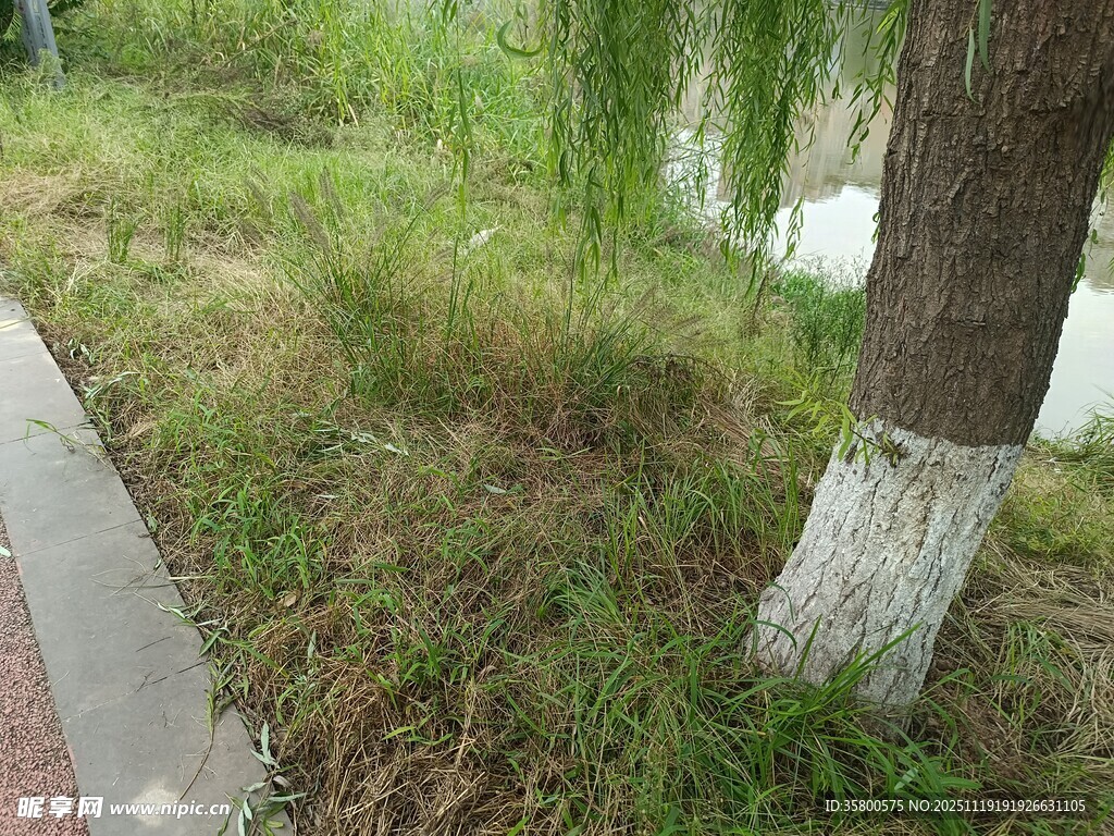 路边树干底部的白色涂漆