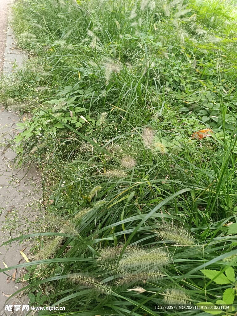 路边茂盛的绿色野草