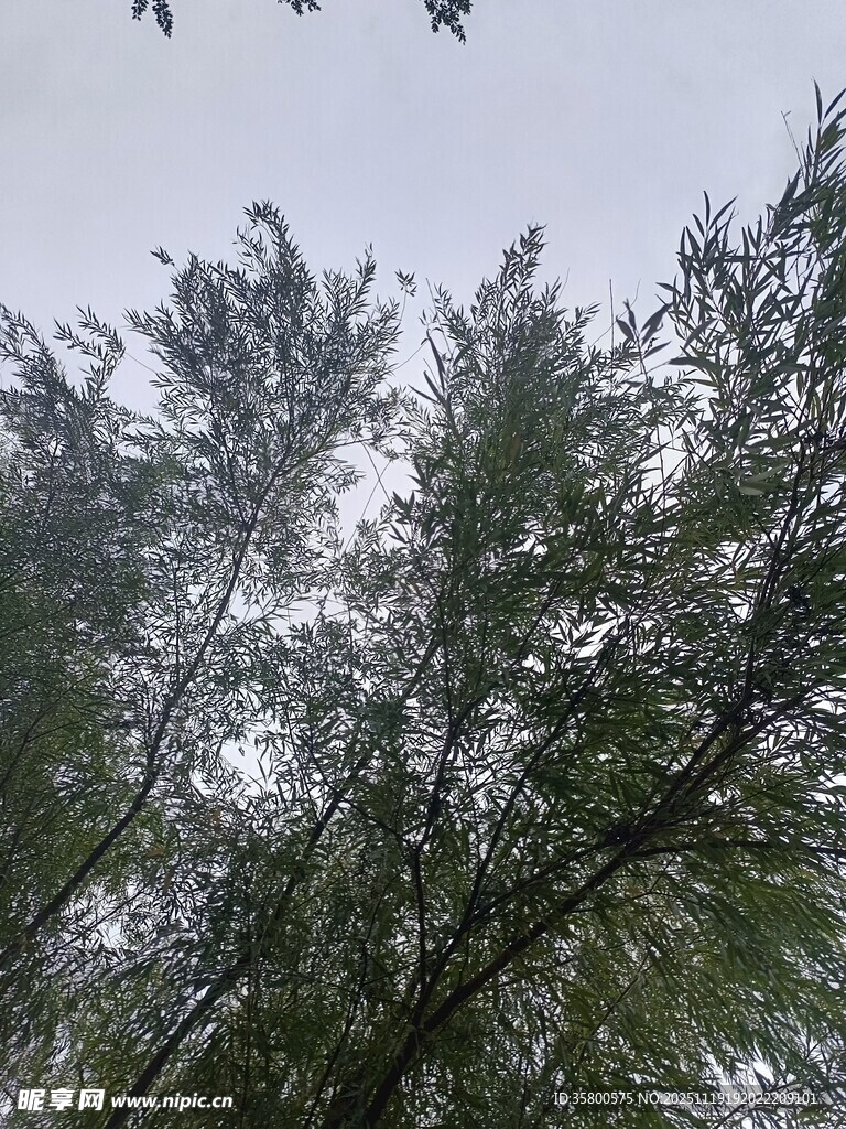 仰视葱郁树木与飞鸟