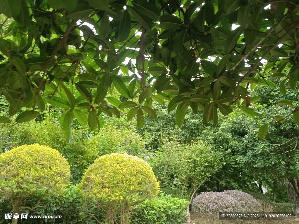 绿意盎然的园林景观