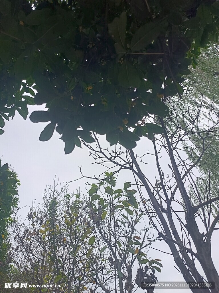 仰视树冠下的繁茂枝叶