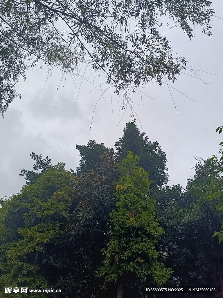 茂密丛林中的树冠景观