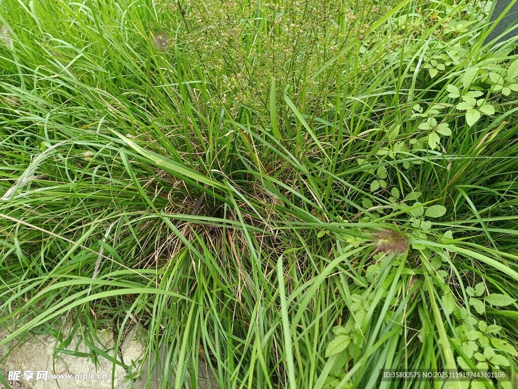 茂盛的草地植物景观