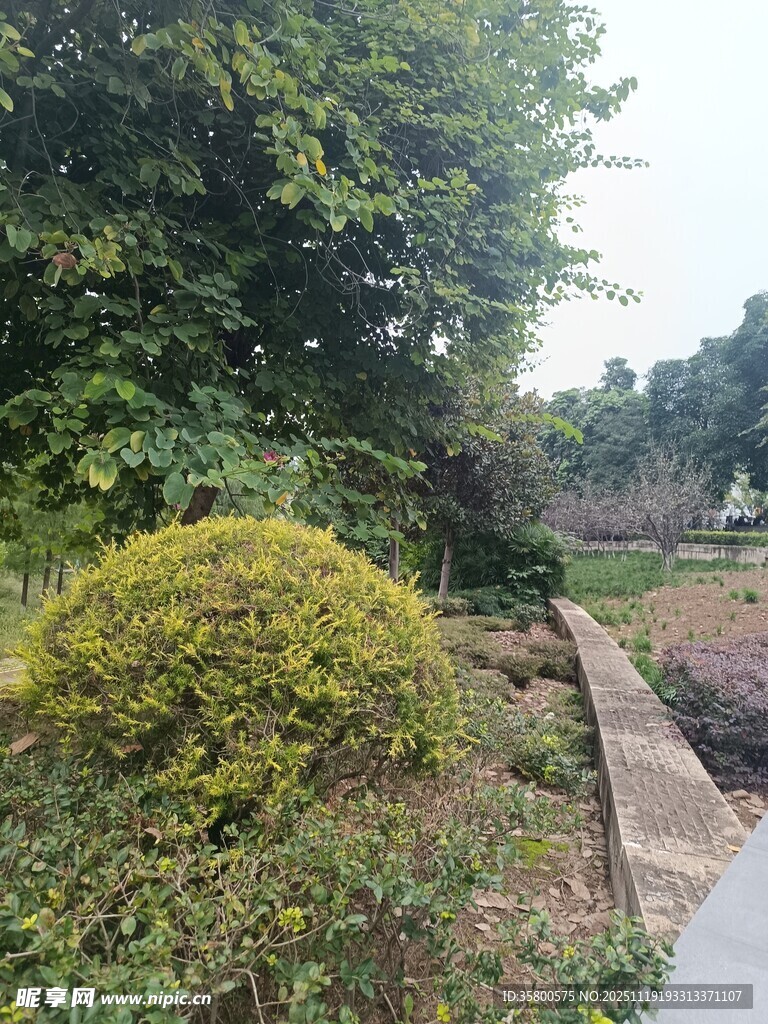 路边绿植景观