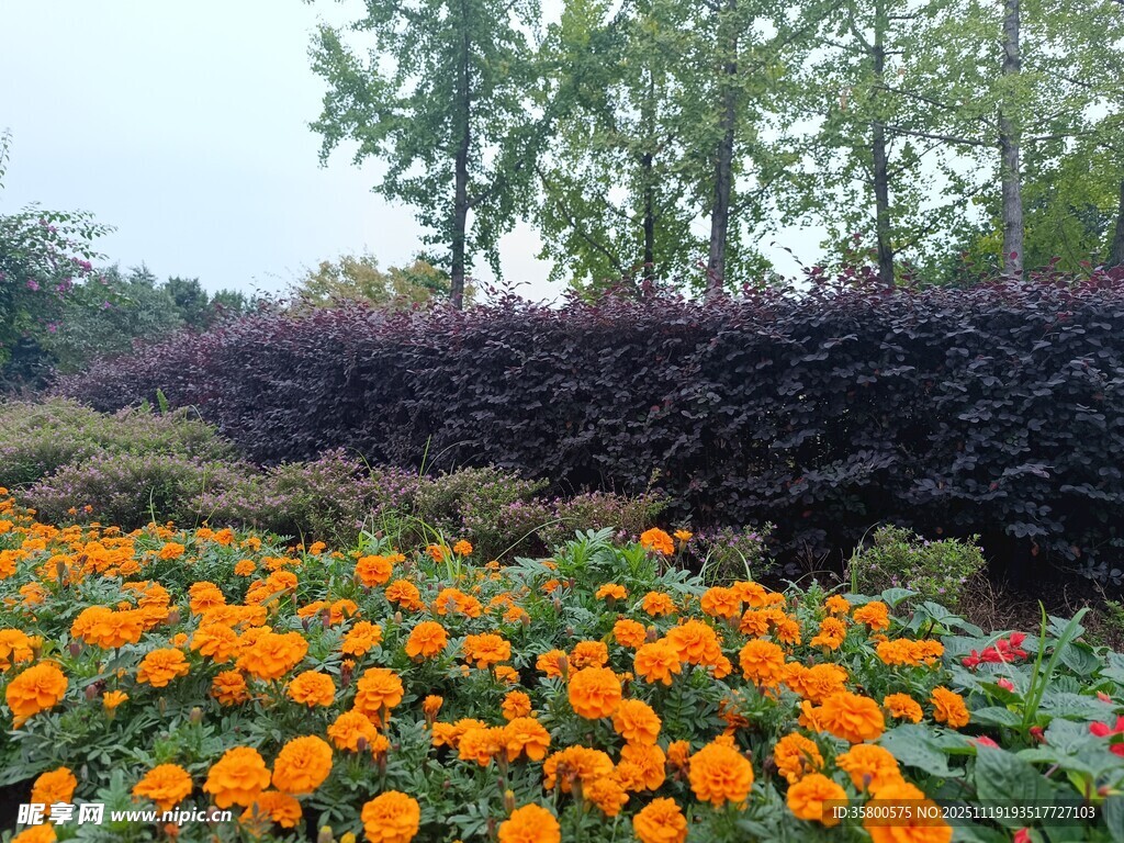 缤纷花海中的灿烂金盏菊