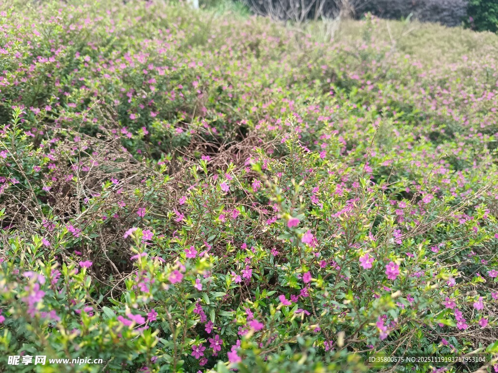 野外繁茂的粉色花丛