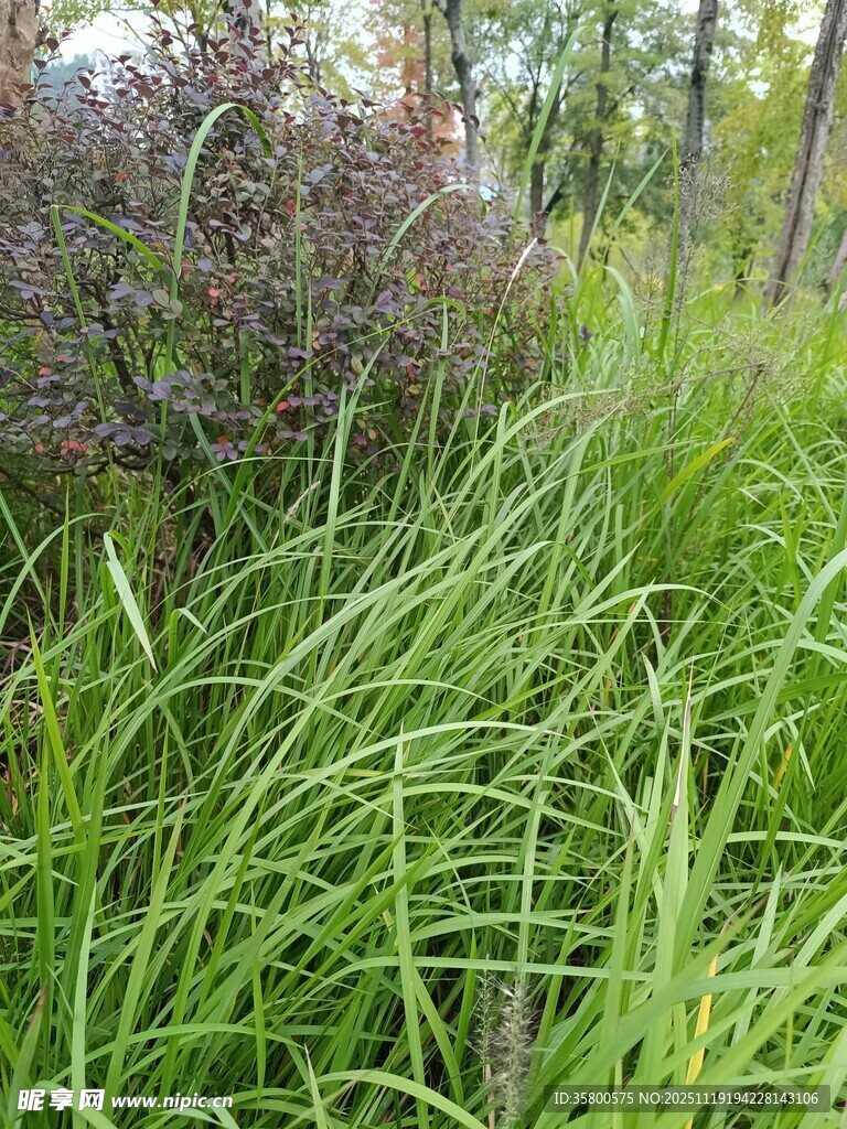 野外葱郁草地与紫色植物