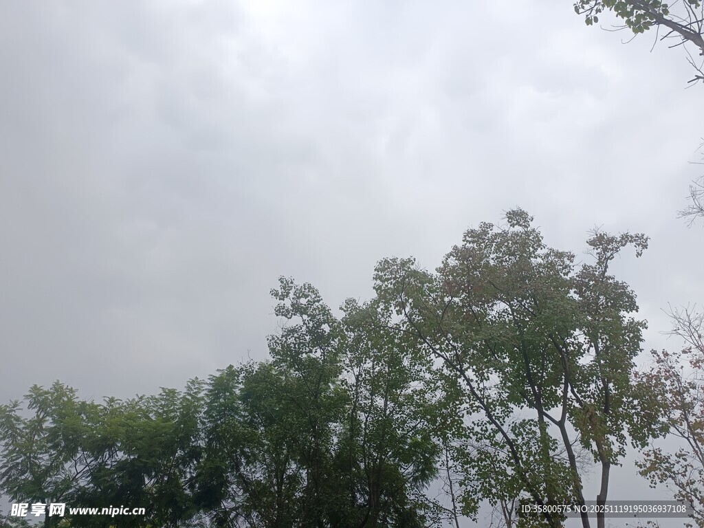 阴天中的树木景观