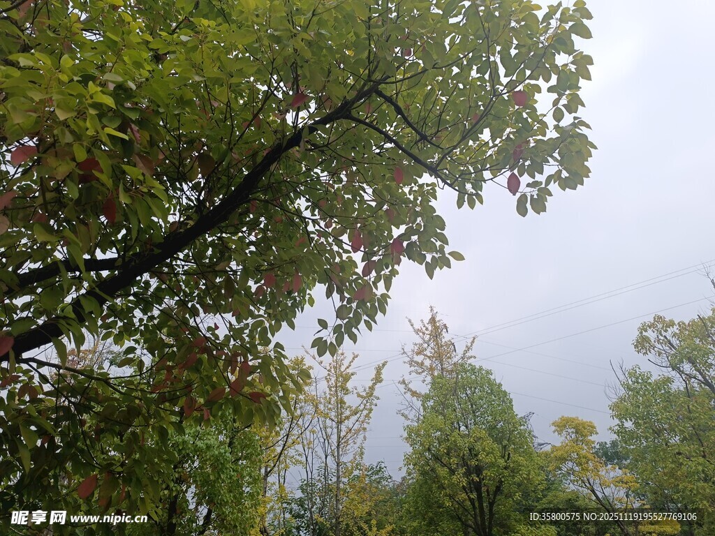 秋日树林枝叶繁茂景象