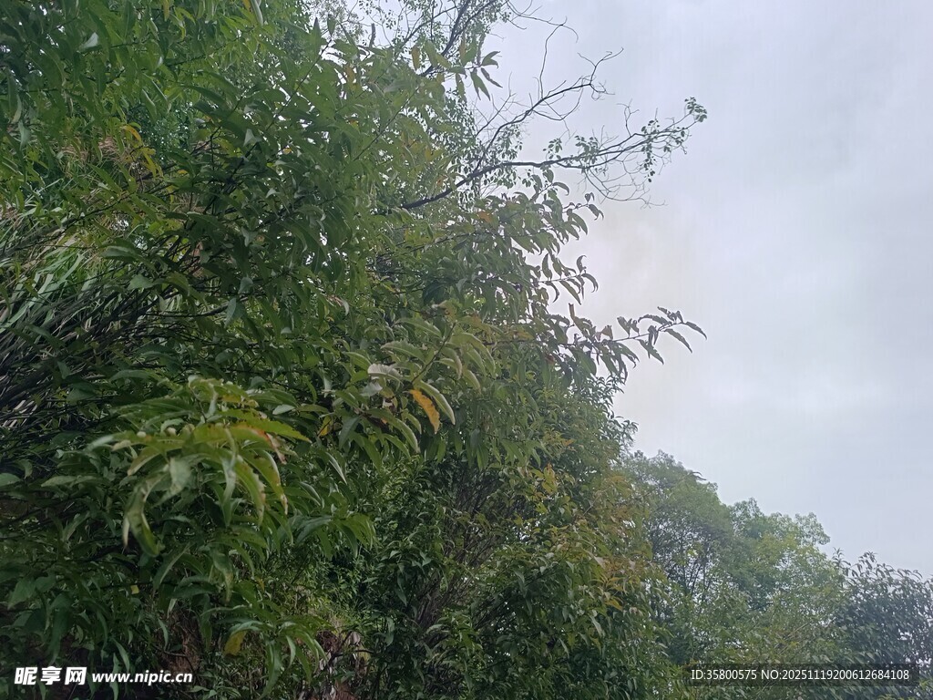 茂密树林中的绿意景象