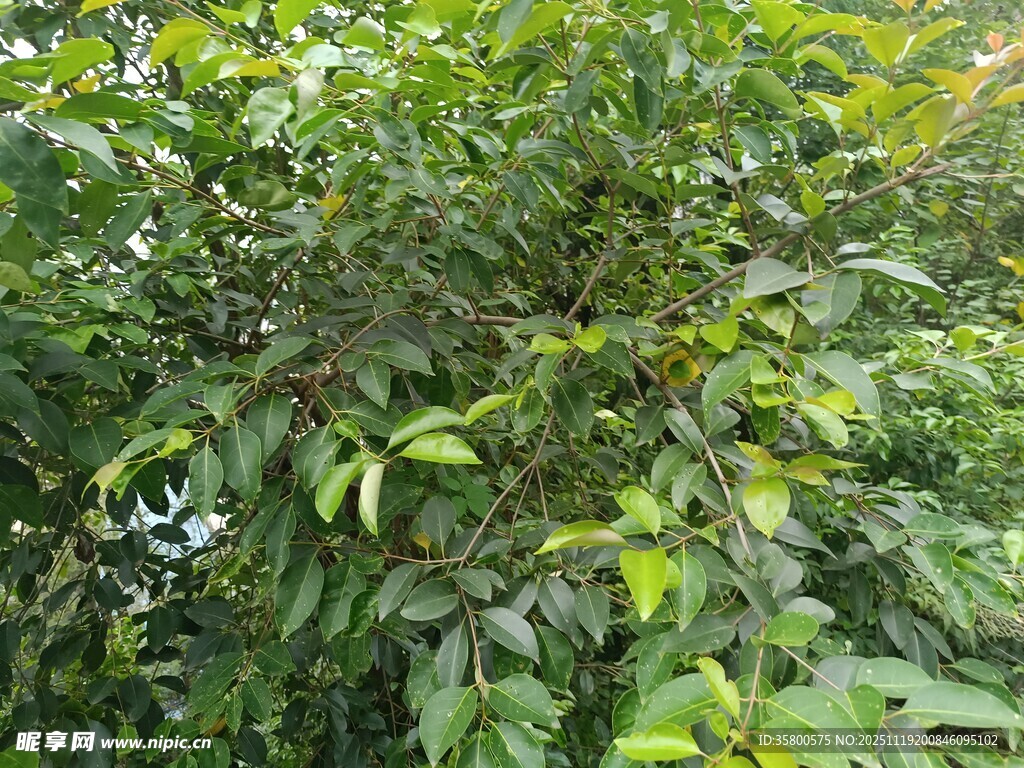繁茂绿植景观