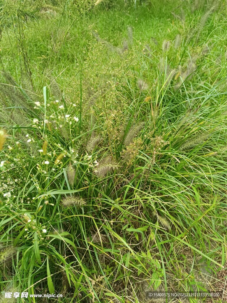 野外丛生的绿色野草花卉