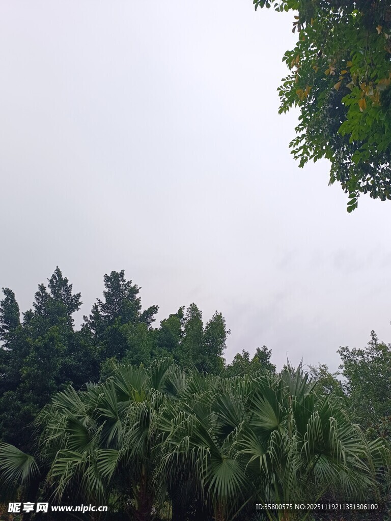 茂密树林上方的灰白天空