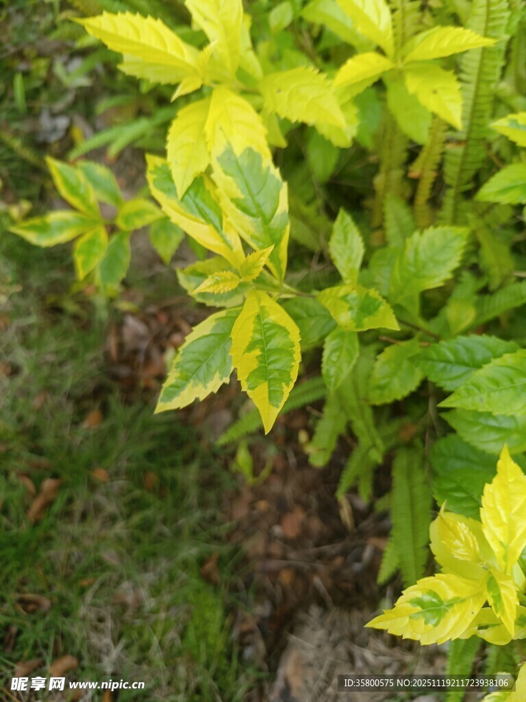 黄绿相间的斑斓叶片植物