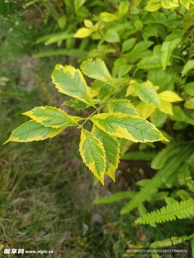 黄绿相间的斑斓叶片植物