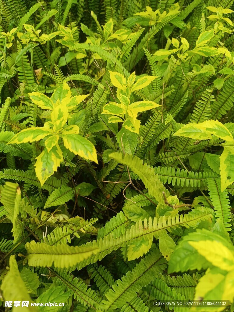 翠绿繁茂的绿植景观