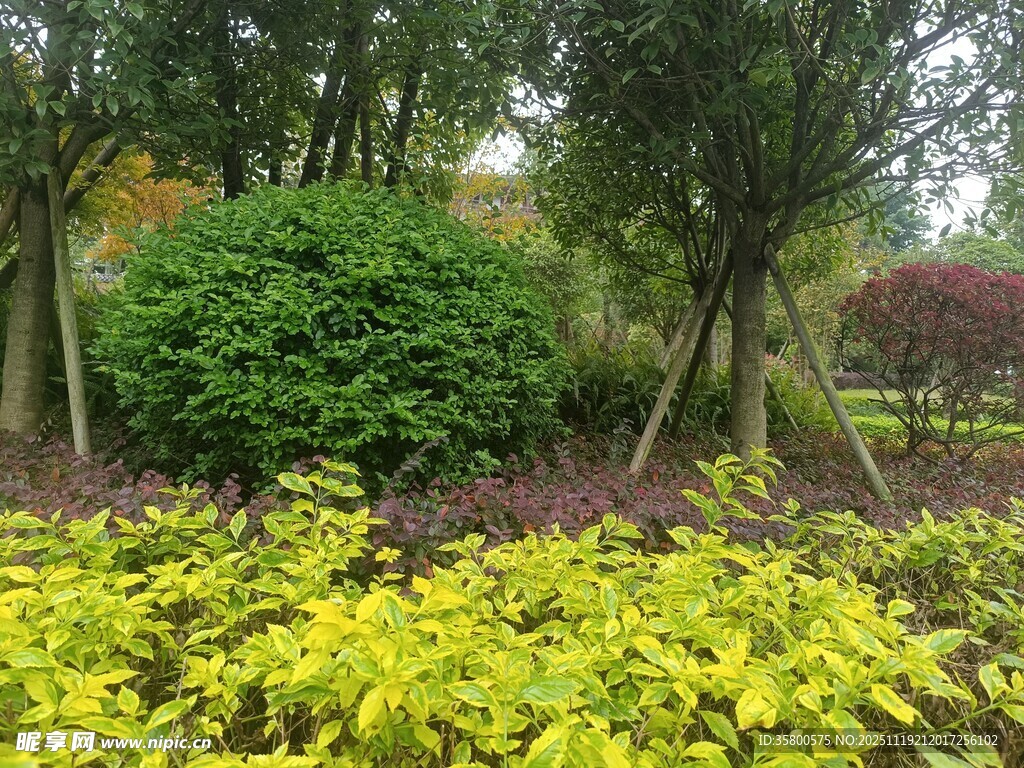 多彩园林植物景观