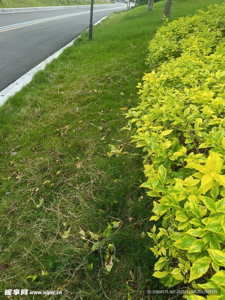 路边翠绿繁茂的灌木丛