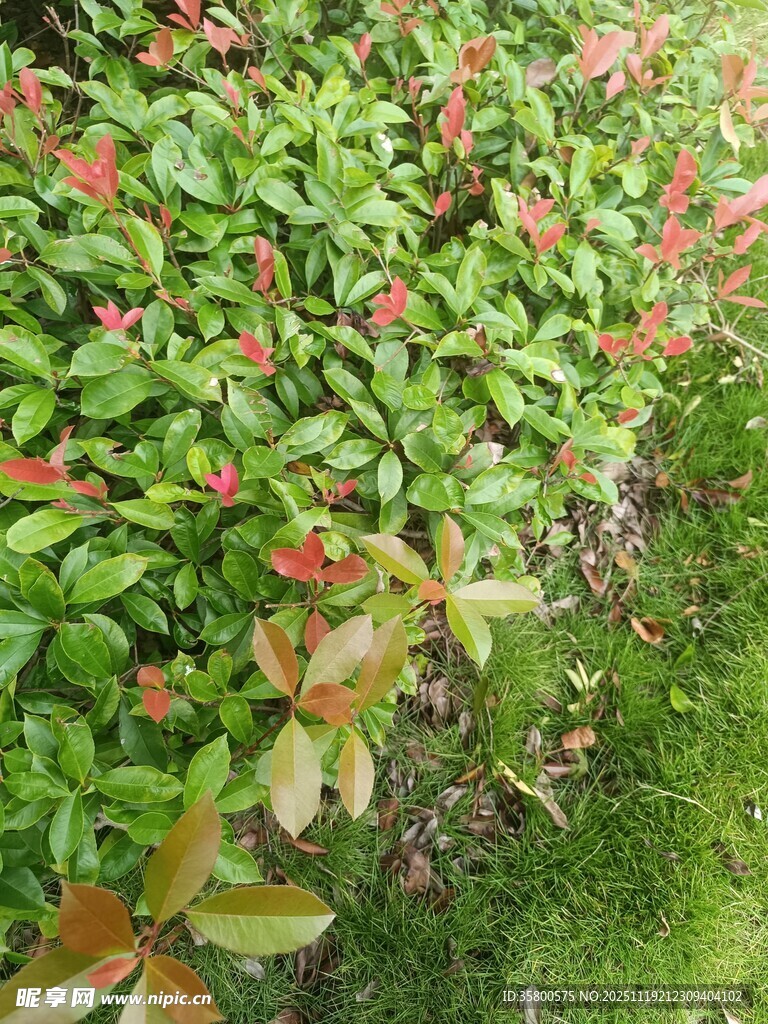 绿叶间的红嫩叶片