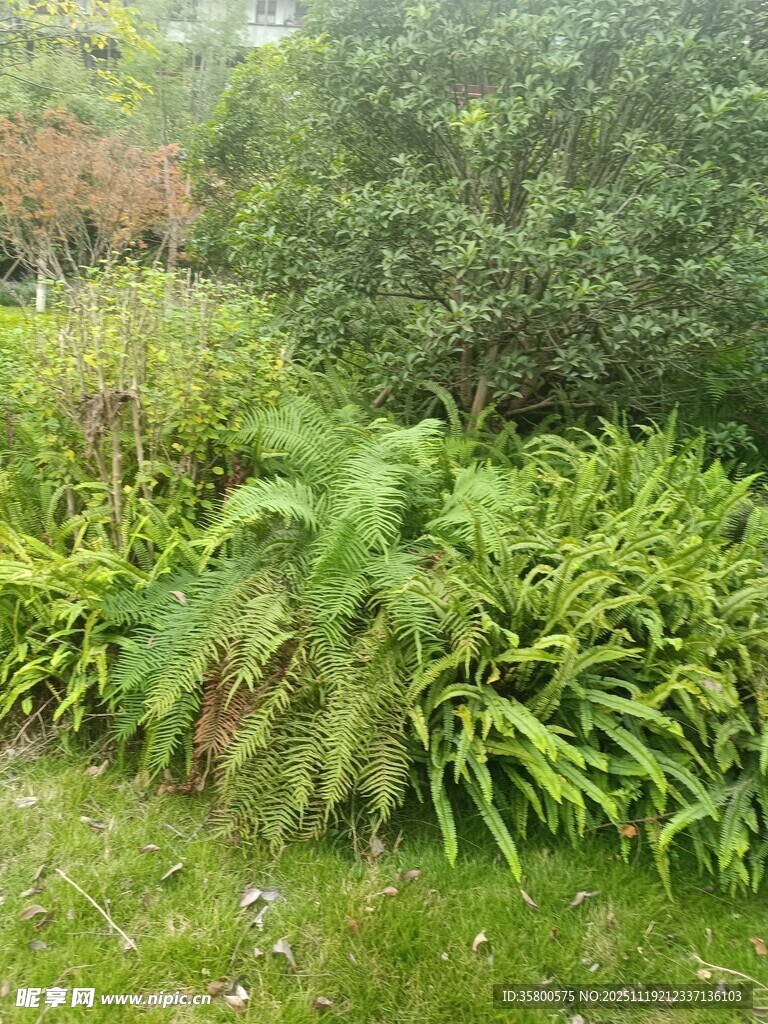 繁茂绿植景观