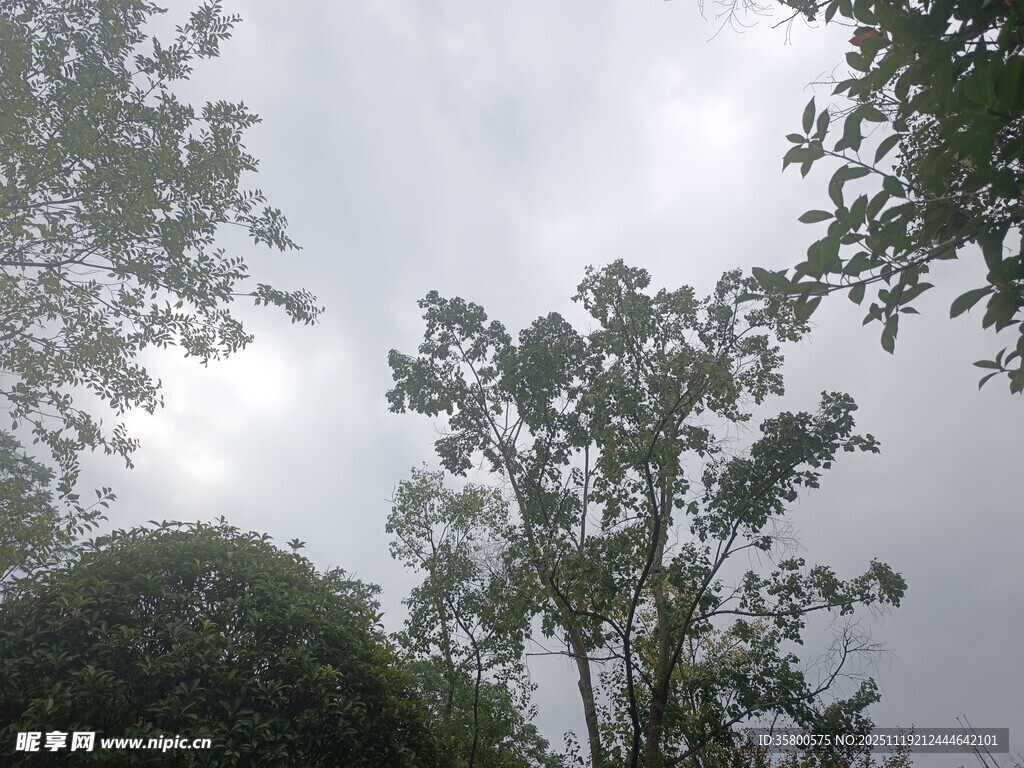 阴天中的树木景观