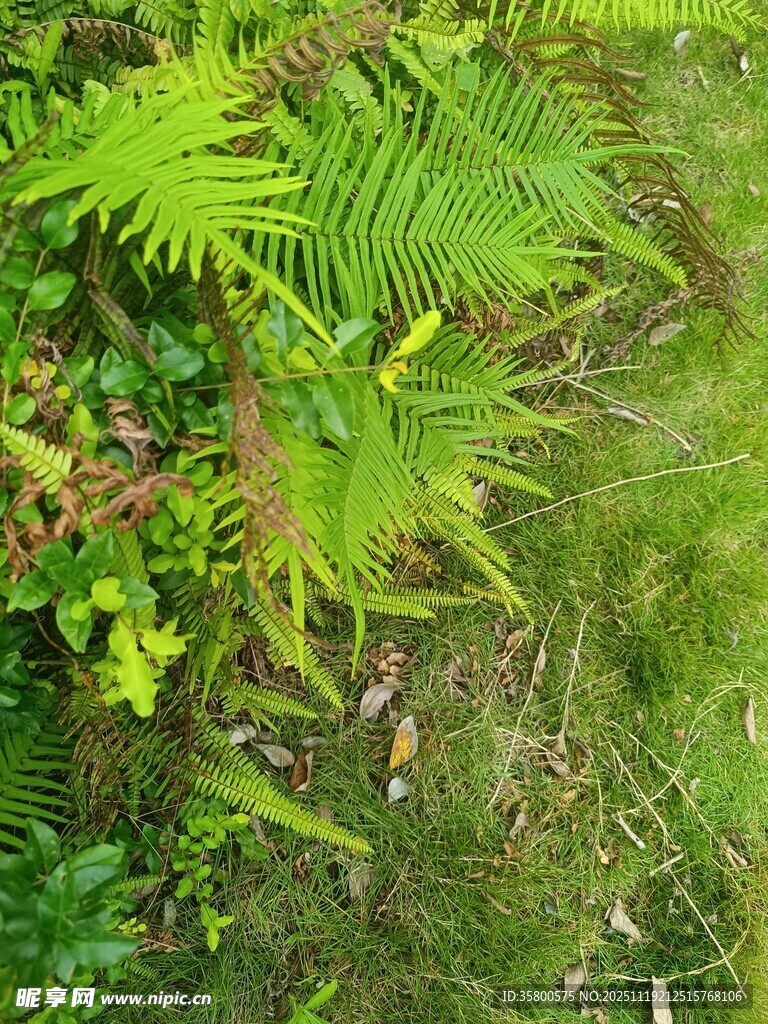 翠绿蕨类植物生机盎然