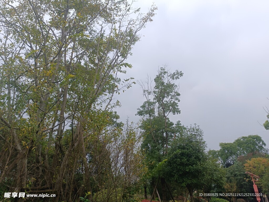 户外茂密树林景观