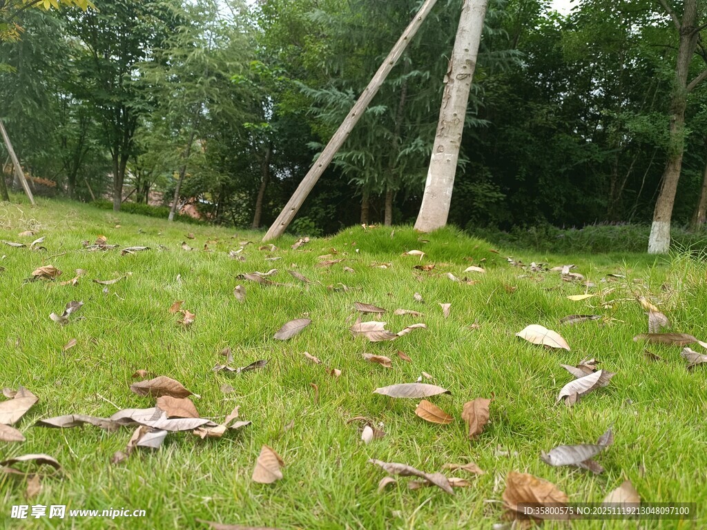 林间草地落叶景致