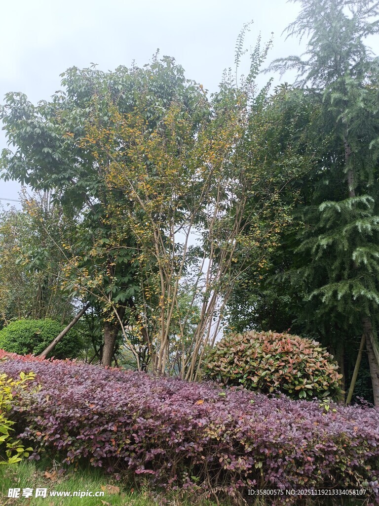 多彩园林植物景观