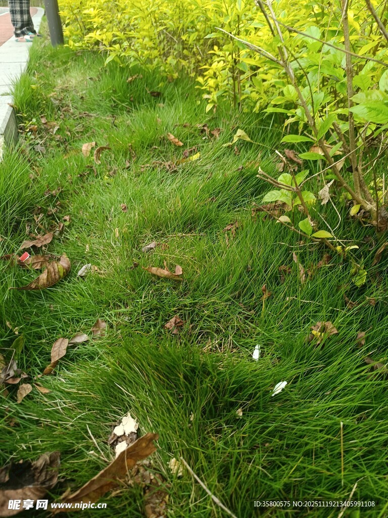 小径旁的繁茂绿色草丛