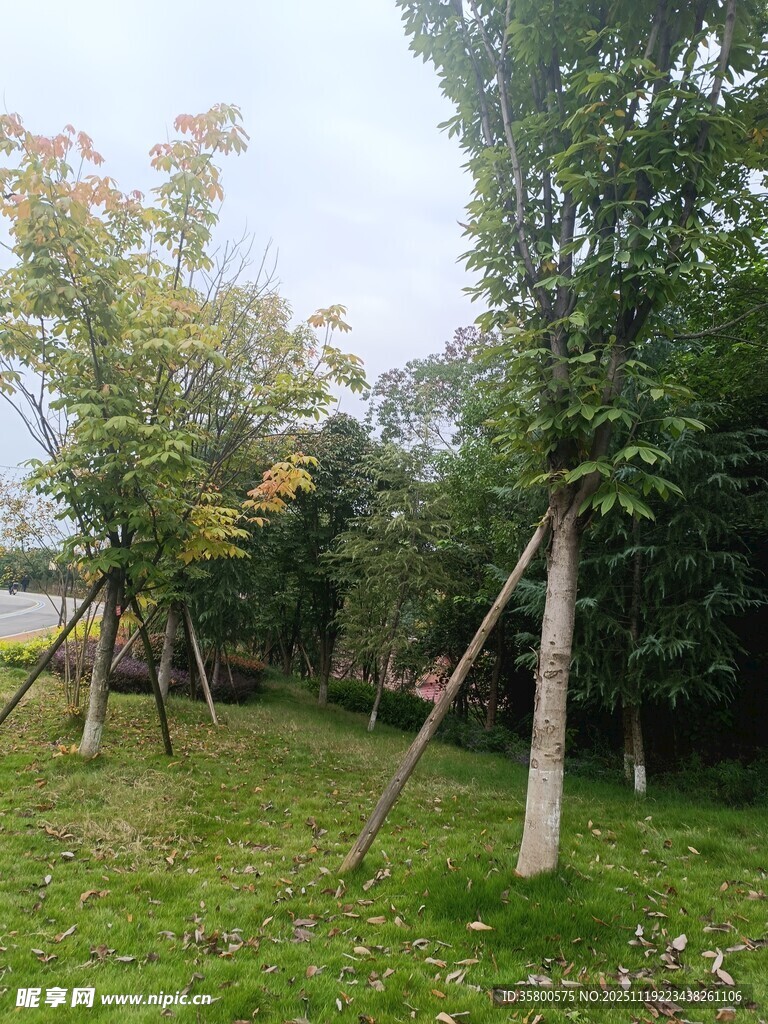 户外绿树草地景观