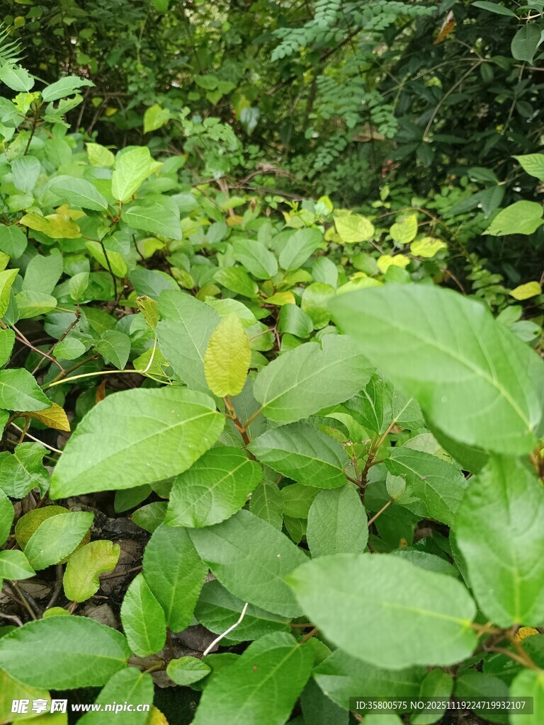 绿叶繁茂的植物景观