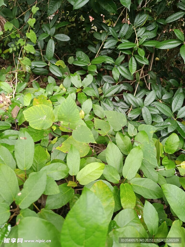 繁茂绿植展现自然生机