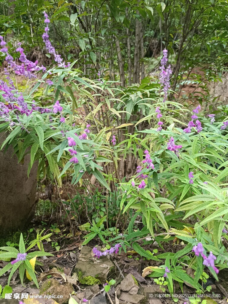 紫色野花与绿植的自然景致