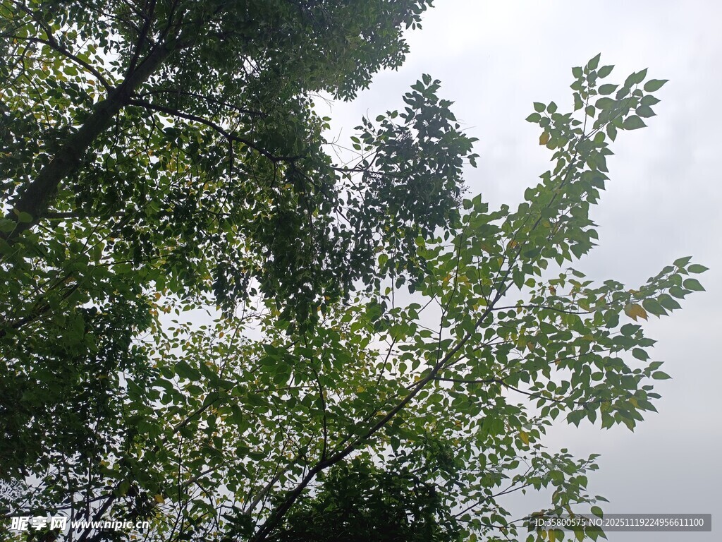 仰视茂密树林绿意盎然