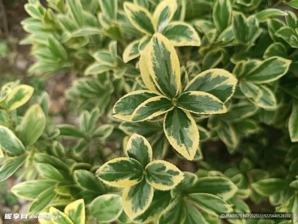 金边绿叶植物特写
