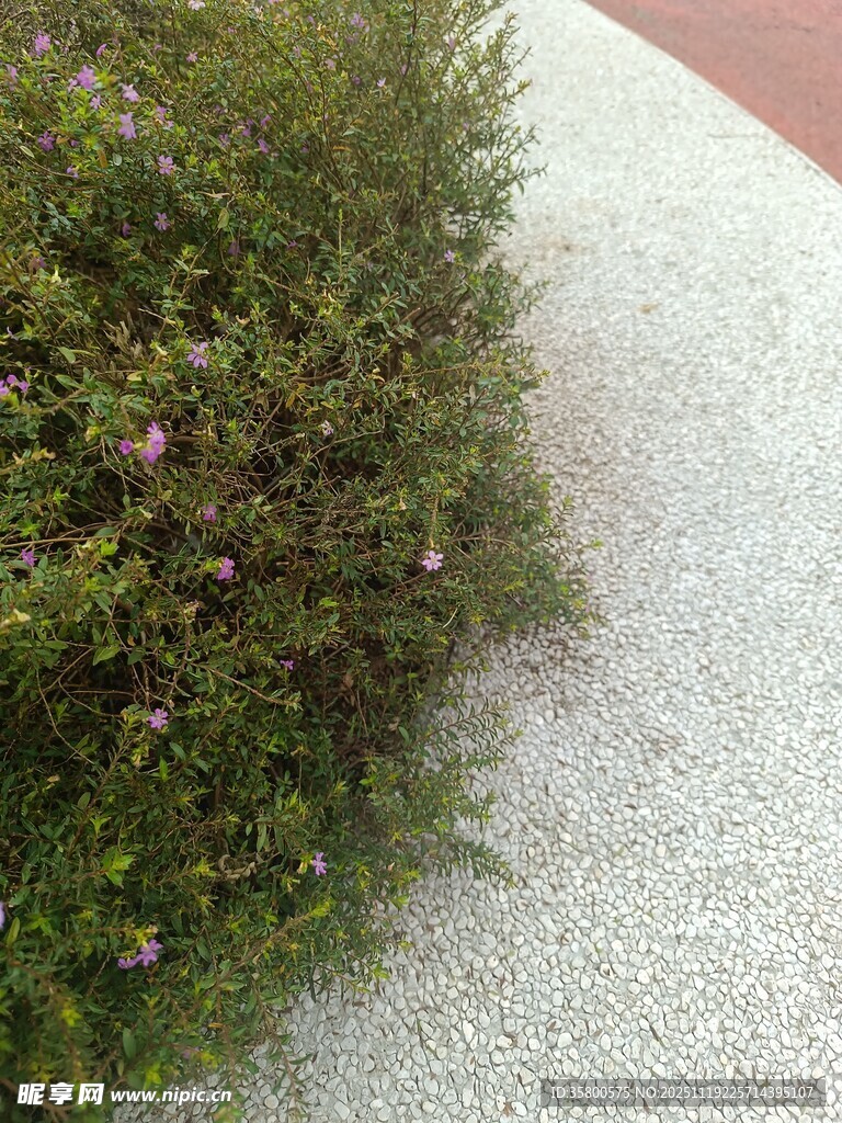 路边绿植与碎石景观