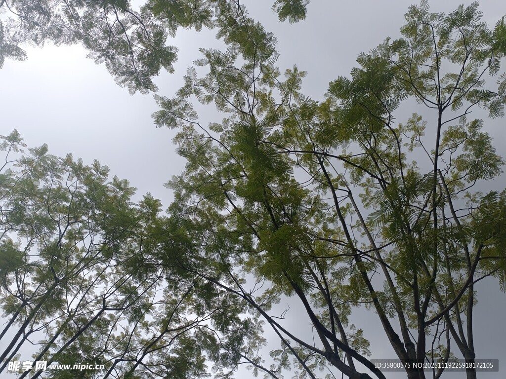 仰视下的繁茂绿树