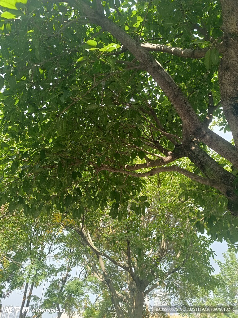 仰视繁茂绿树树冠