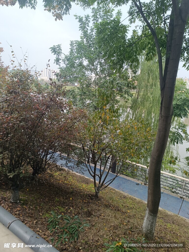 路边绿植景观