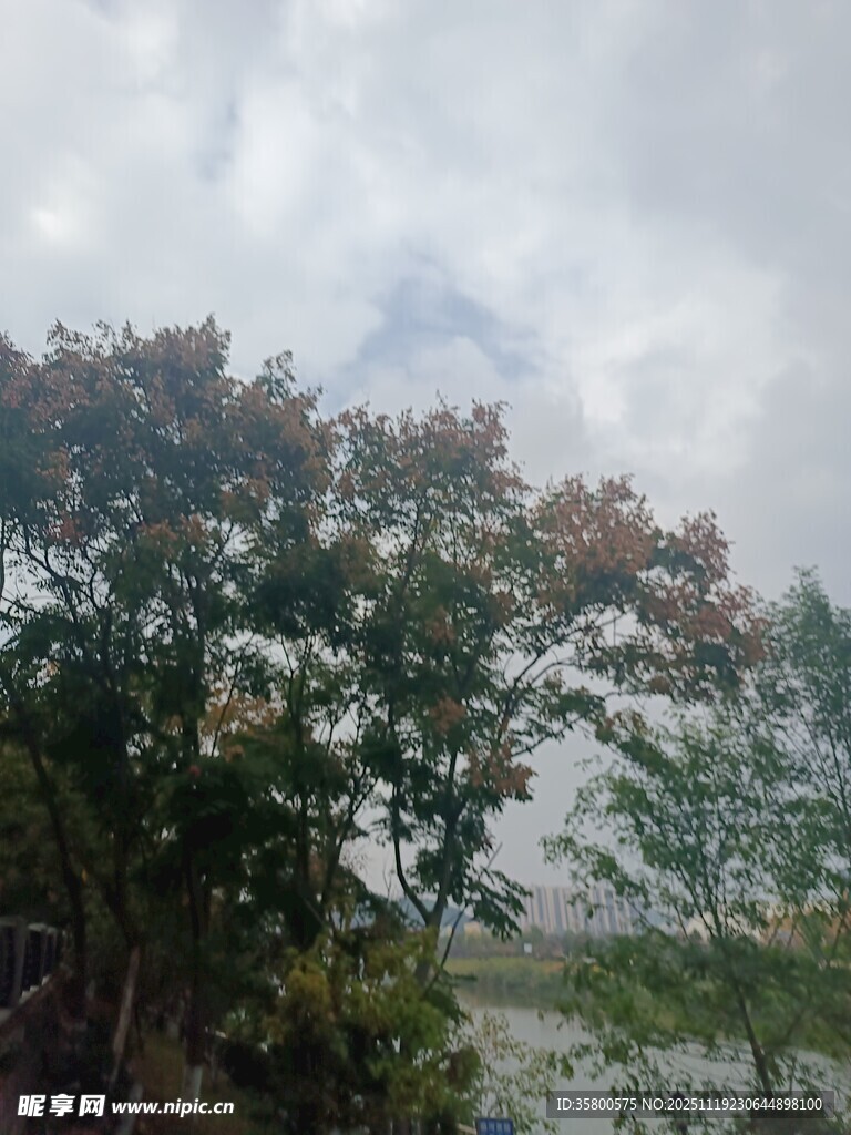 阴天中的繁茂树木景观