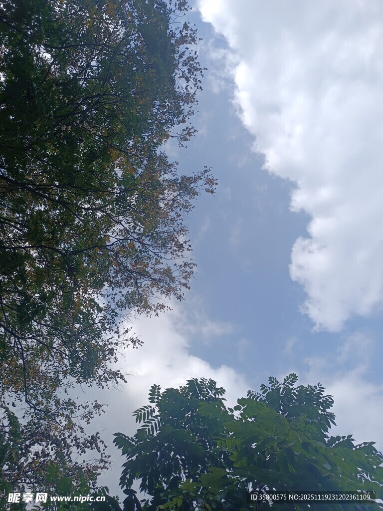 仰望蓝天绿树间的云朵
