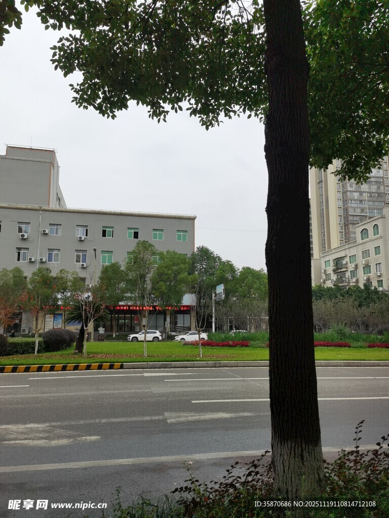 城市街道旁的绿树与建筑