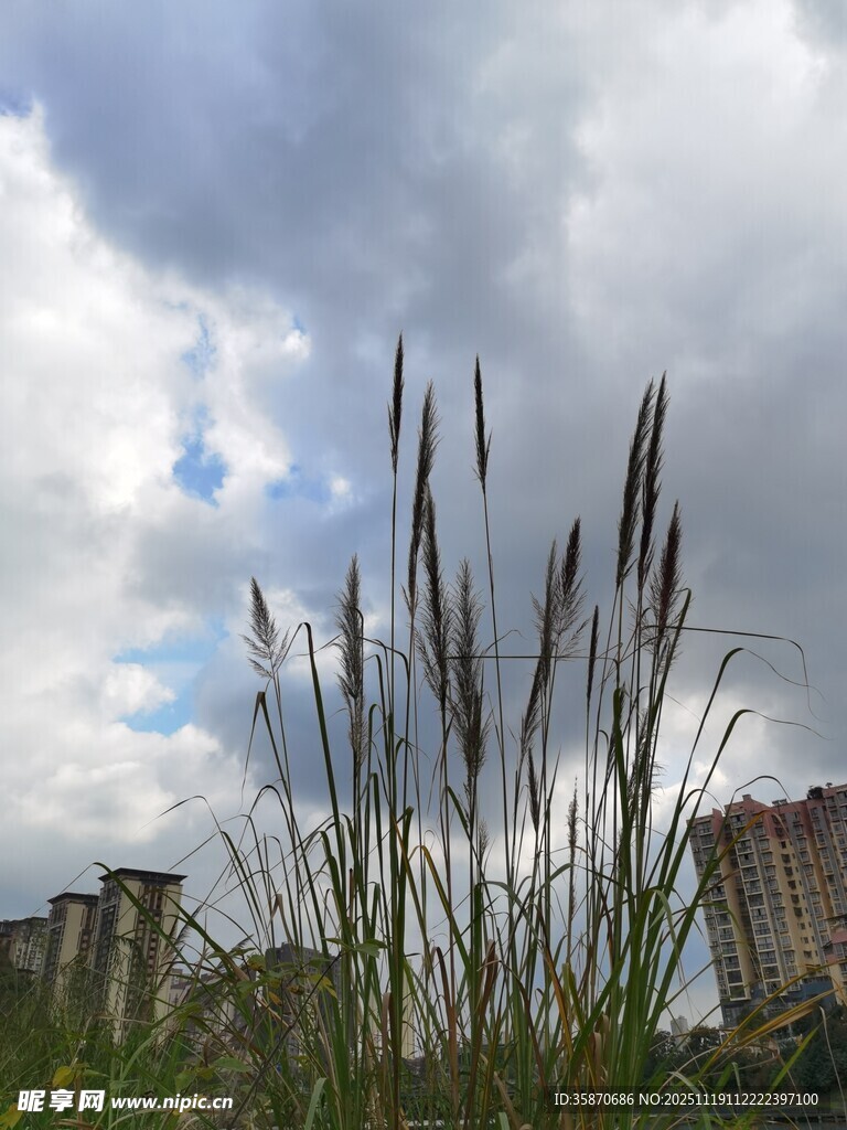 蓝天白云下的芒草景观