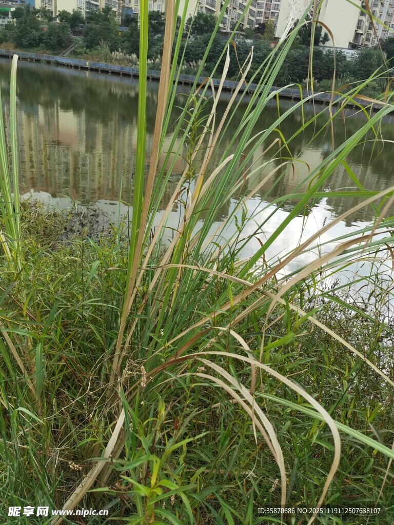 湖畔丛生的绿色野草