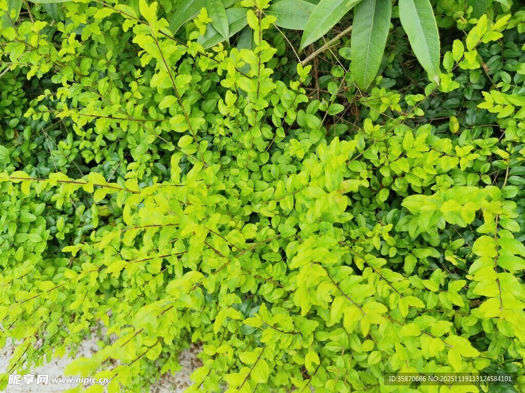 翠绿繁茂的蓬勃绿植