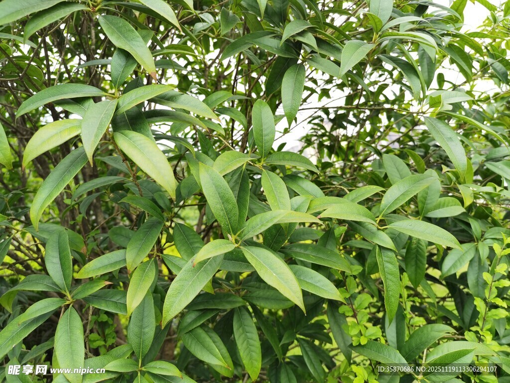 绿叶繁茂的植物景观